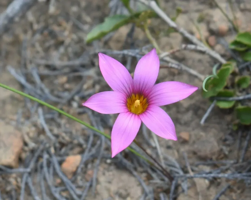 Romulea Fibrosa