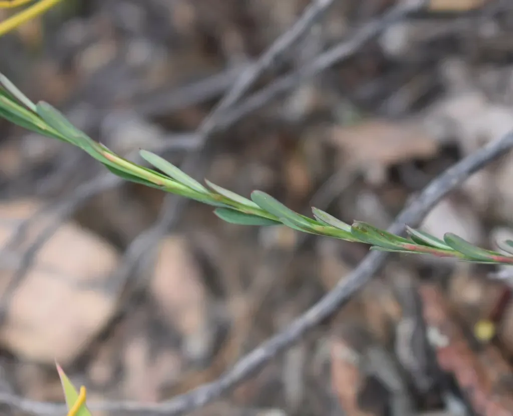 Euphorbia Genistoides