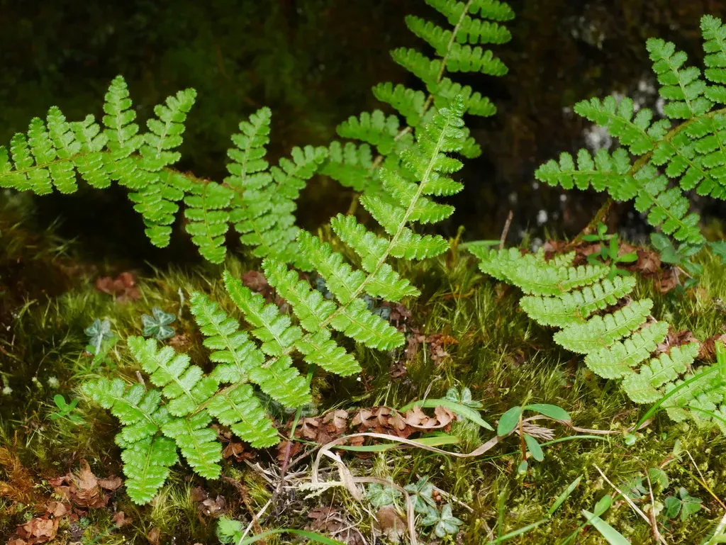 Dryopteris Acutodentata