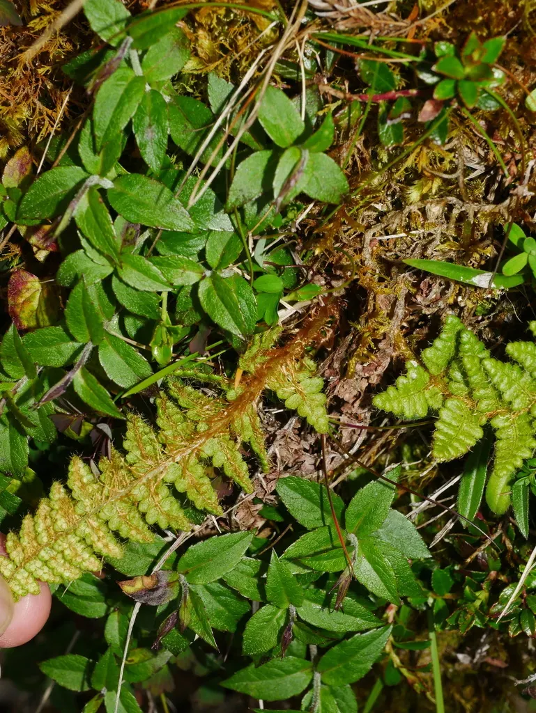 Dryopteris Komarovii