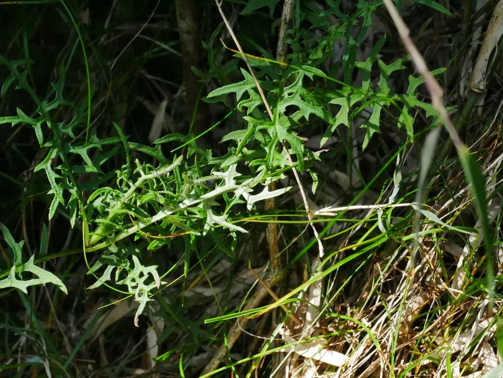 Senecio Kuanshanensis