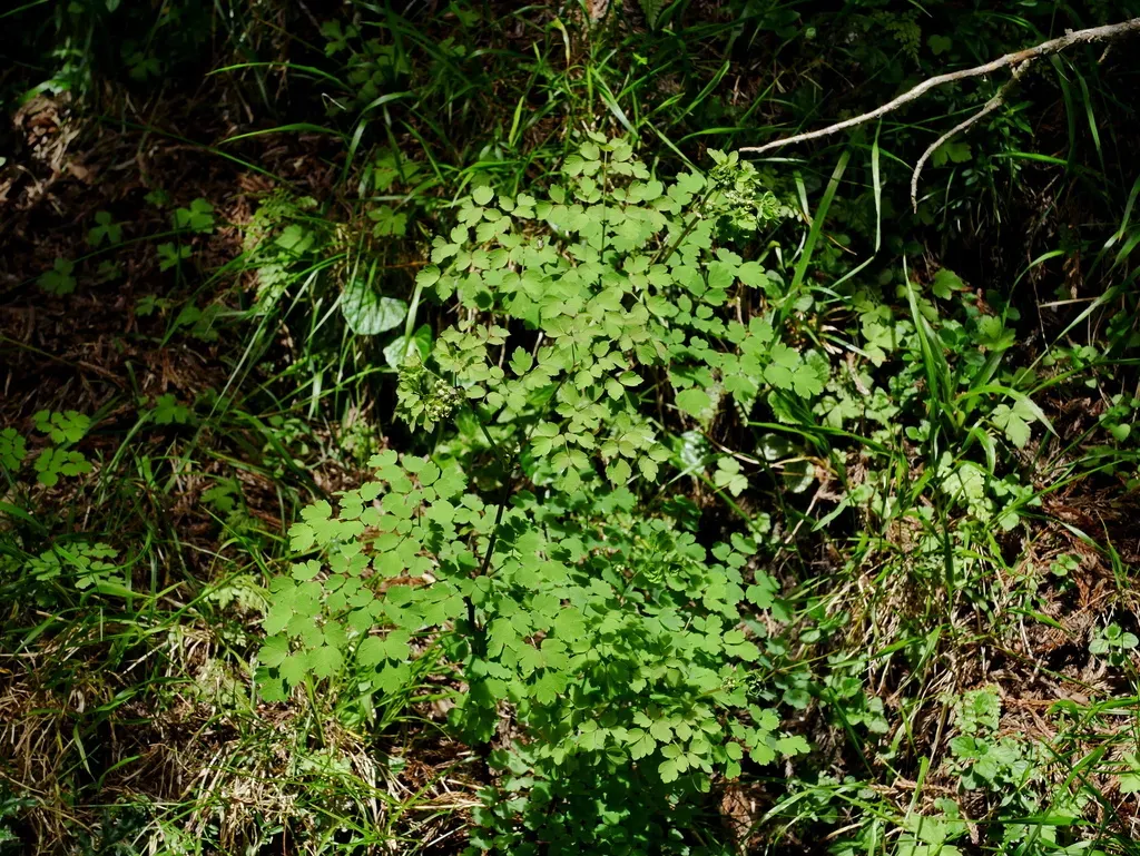 Thalictrum Javanicum