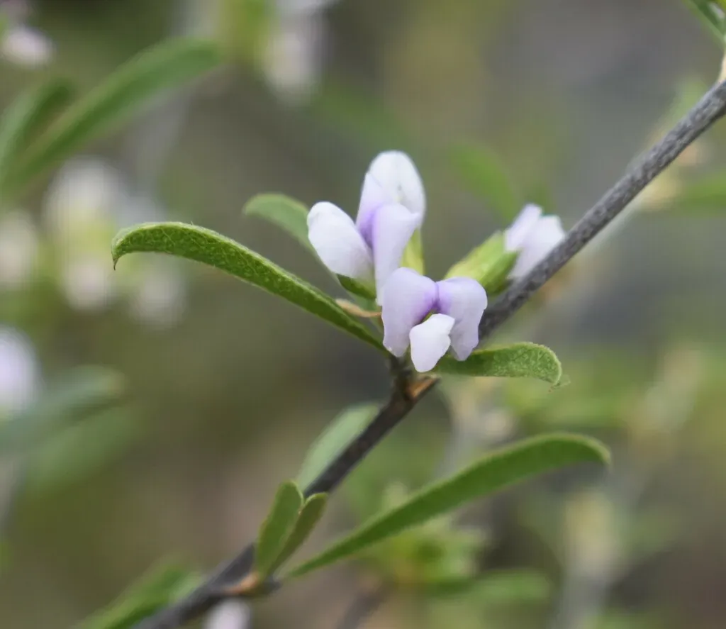 Psoralea Rubicunda