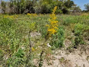 Anise Goldenrod