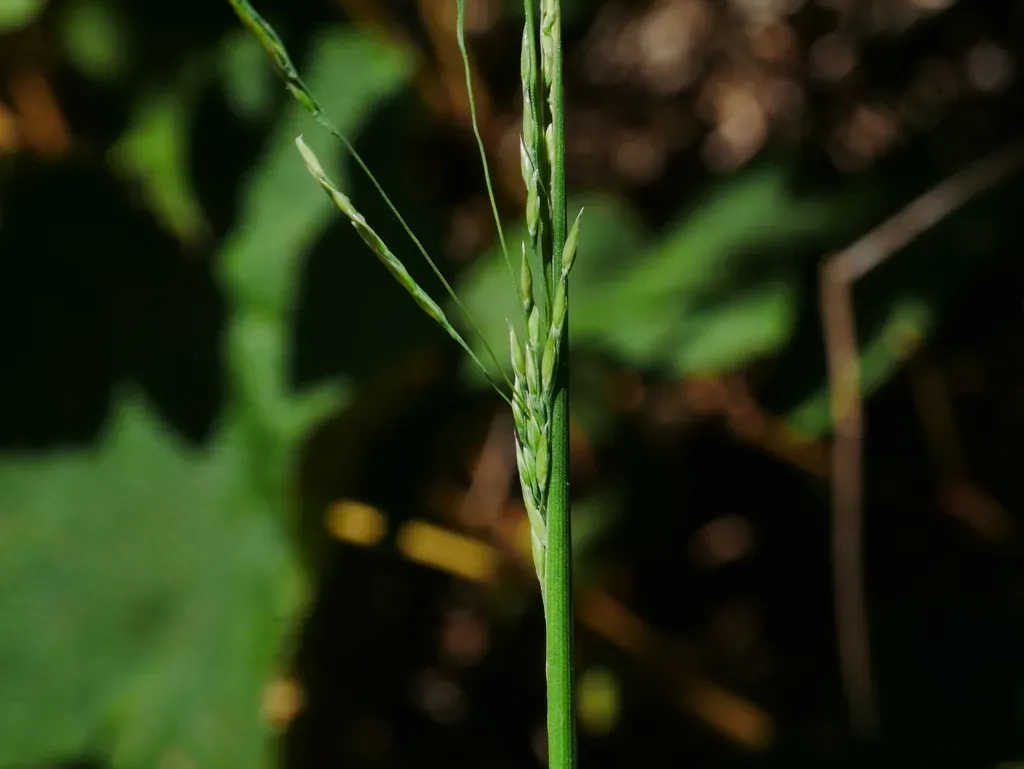 Aniselytron Agrostoides