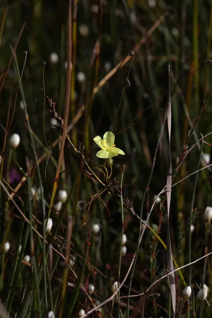 Drosera Intricata
