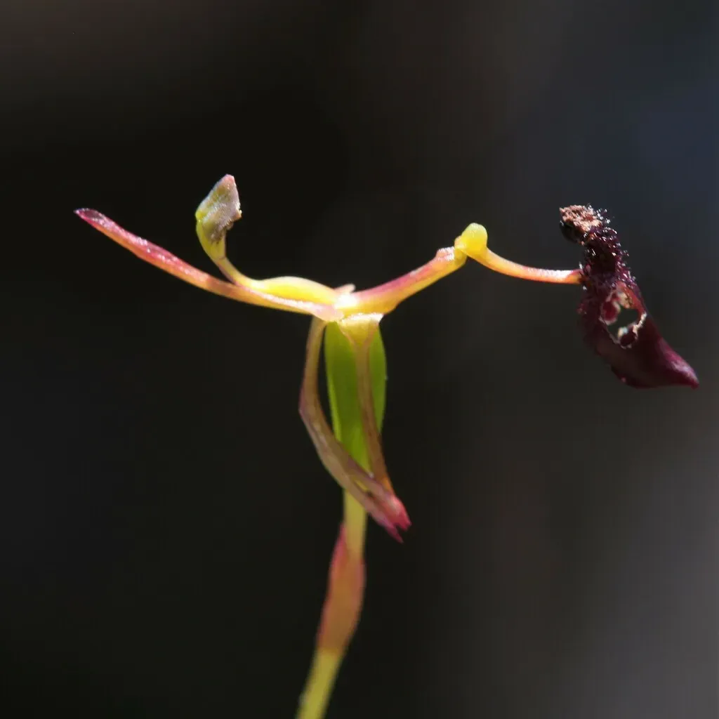 Dwarf Hammer Orchid