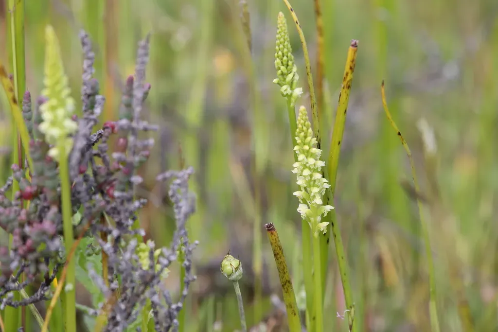 Common Mignonette Orchid