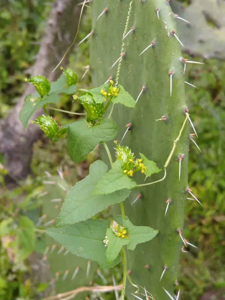 Cyclanthera Tamnoides