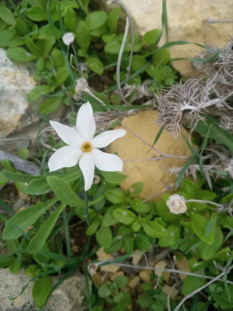 Small Pheasant's Eye