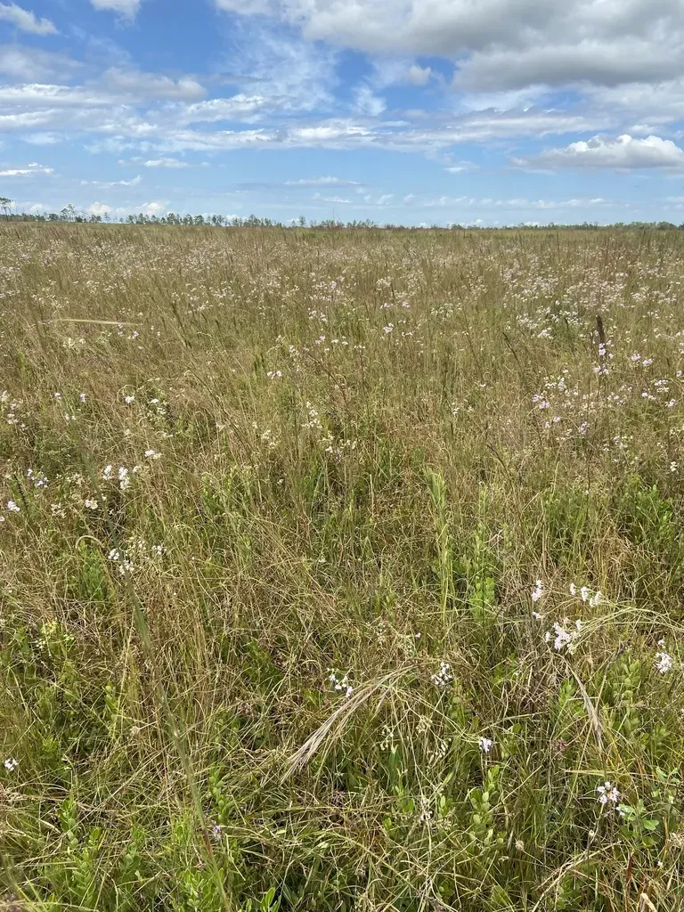 Florida Hartwrightia