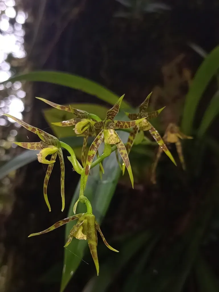 Brassia Chlorops