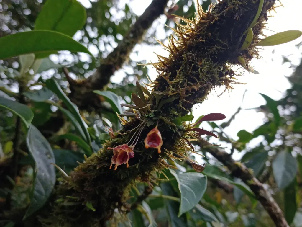 Masdevallia Molossus