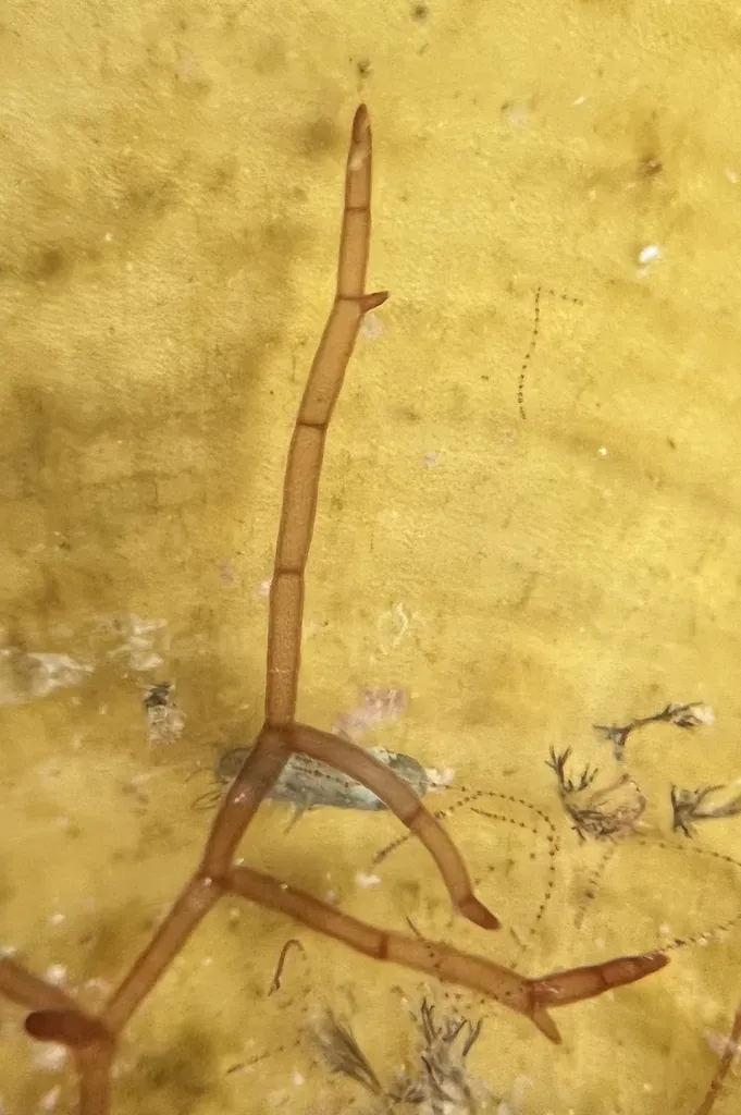 Chylocladia Schneideri