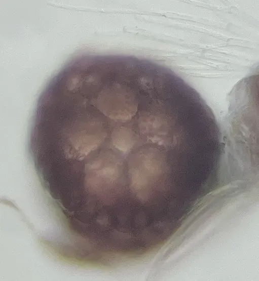 Chondria Curvilineata