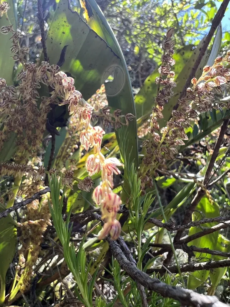 Stelis Pittieri
