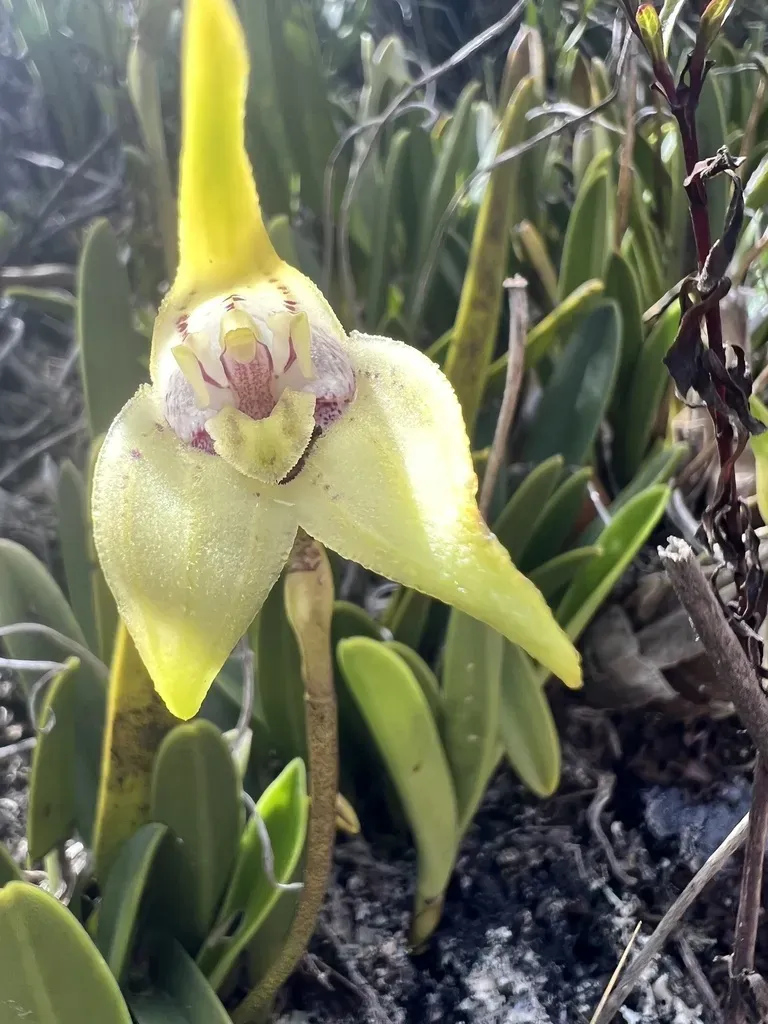 Masdevallia Coriacea
