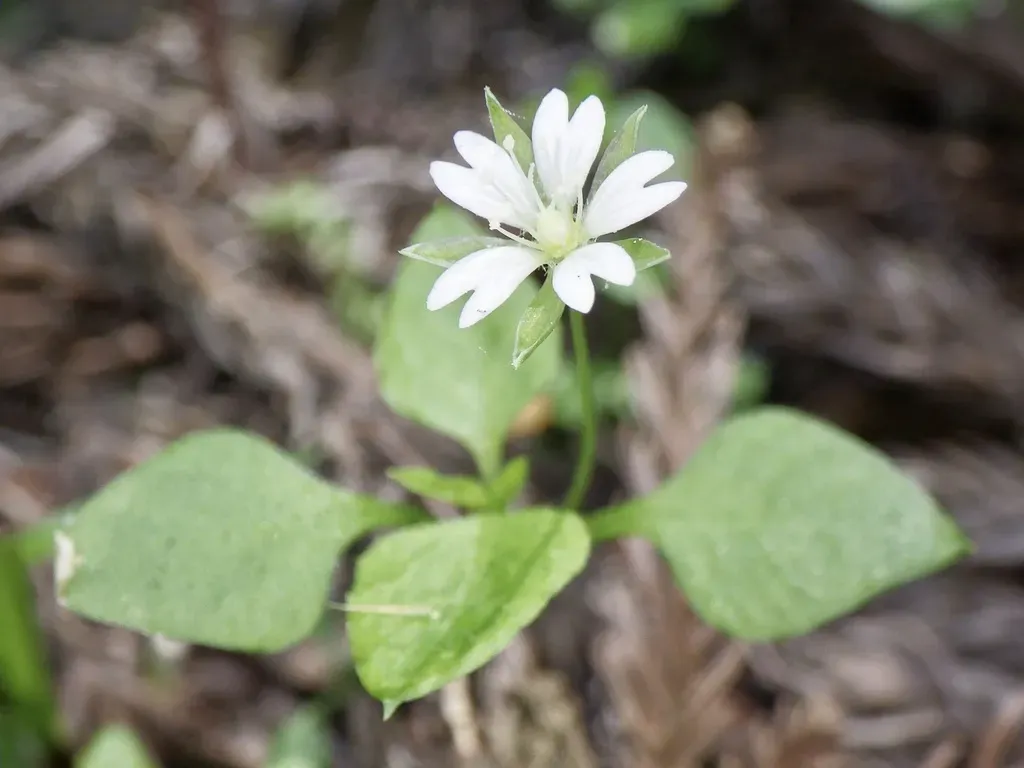 Nubelaria Diversiflora