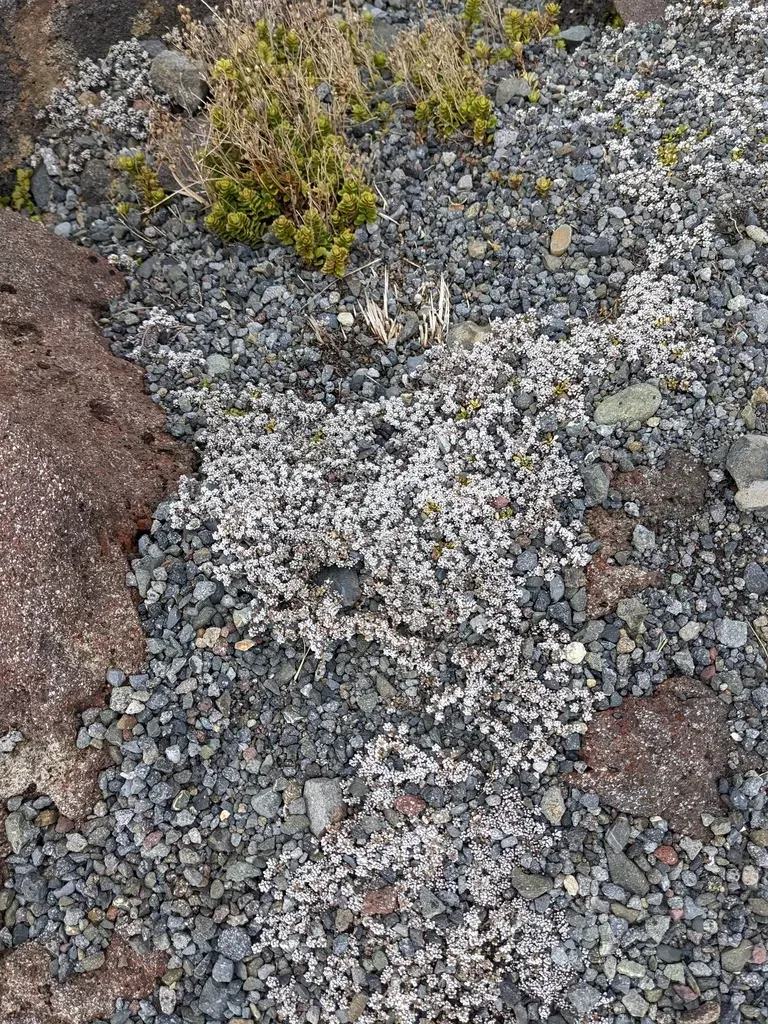 Volcanic Plateau Raoulia