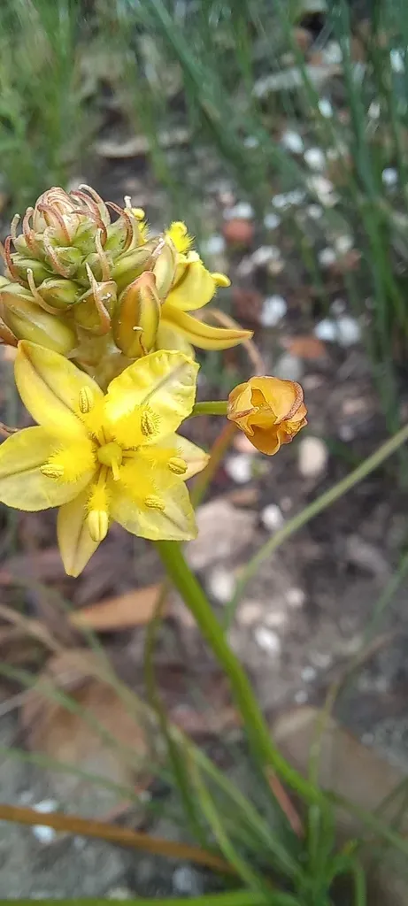 Bulbine Annua