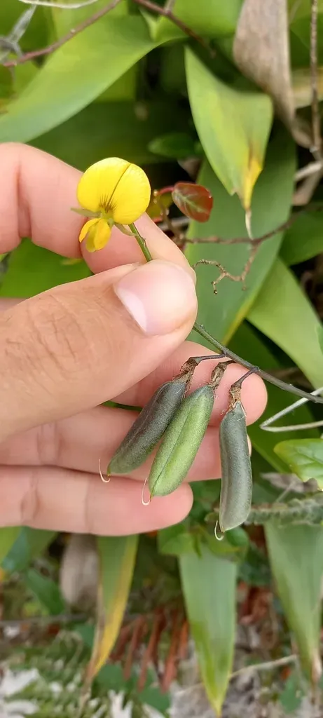 Crotalaria Vitellina