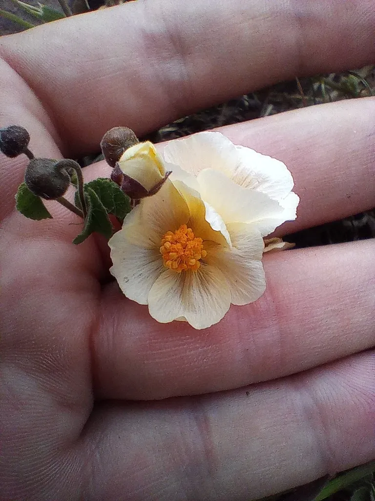 Wissadula Glechomifolia