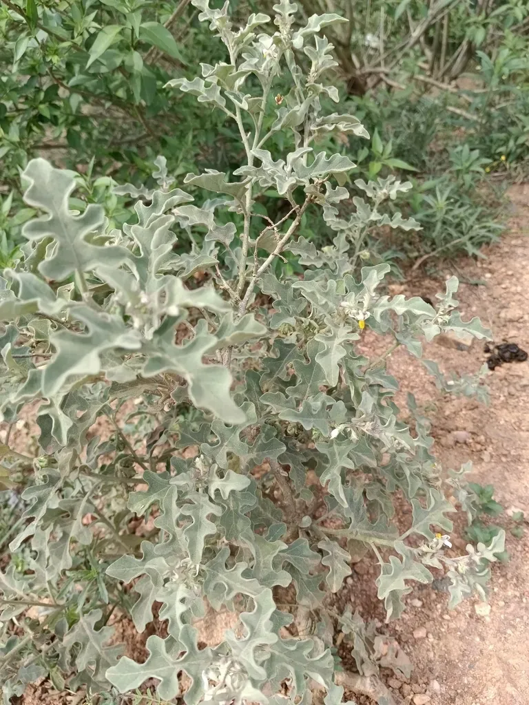 Solanum Catombelense