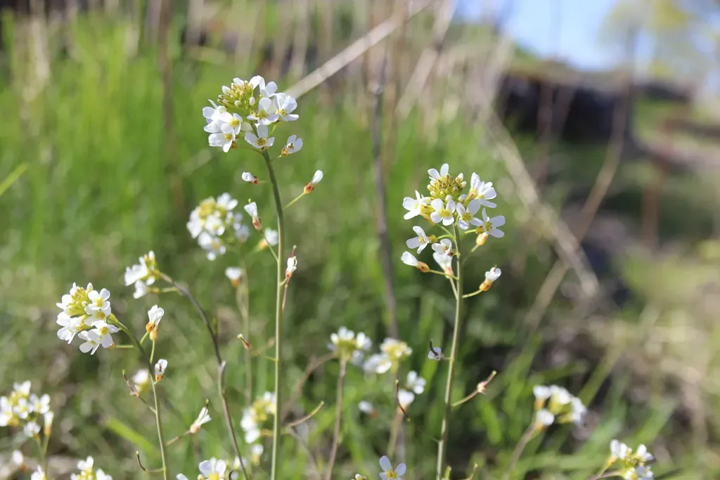 Arabidopsis Suecica