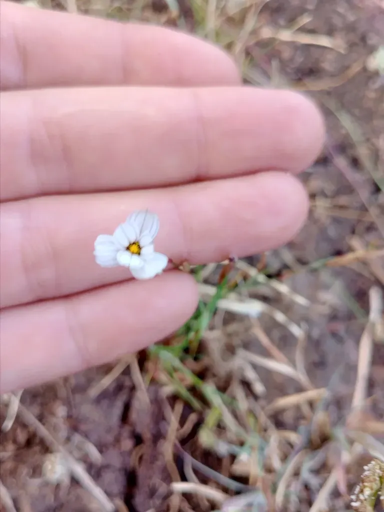Sisyrinchium Pampeanum