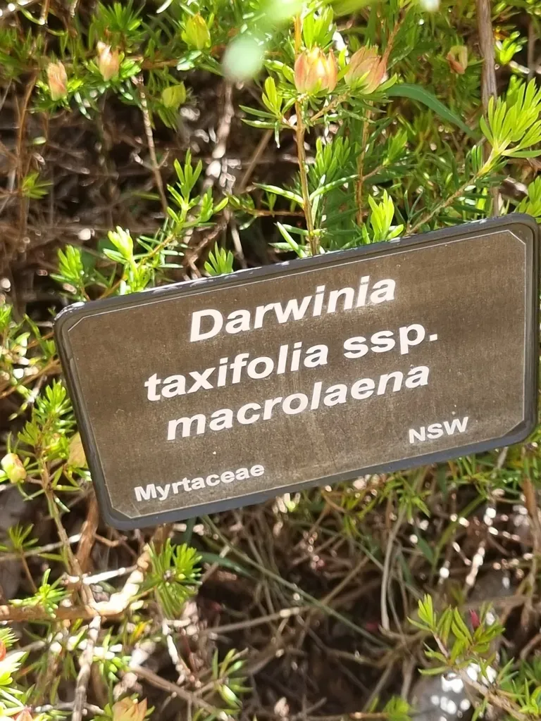 Darwinia Taxifolia