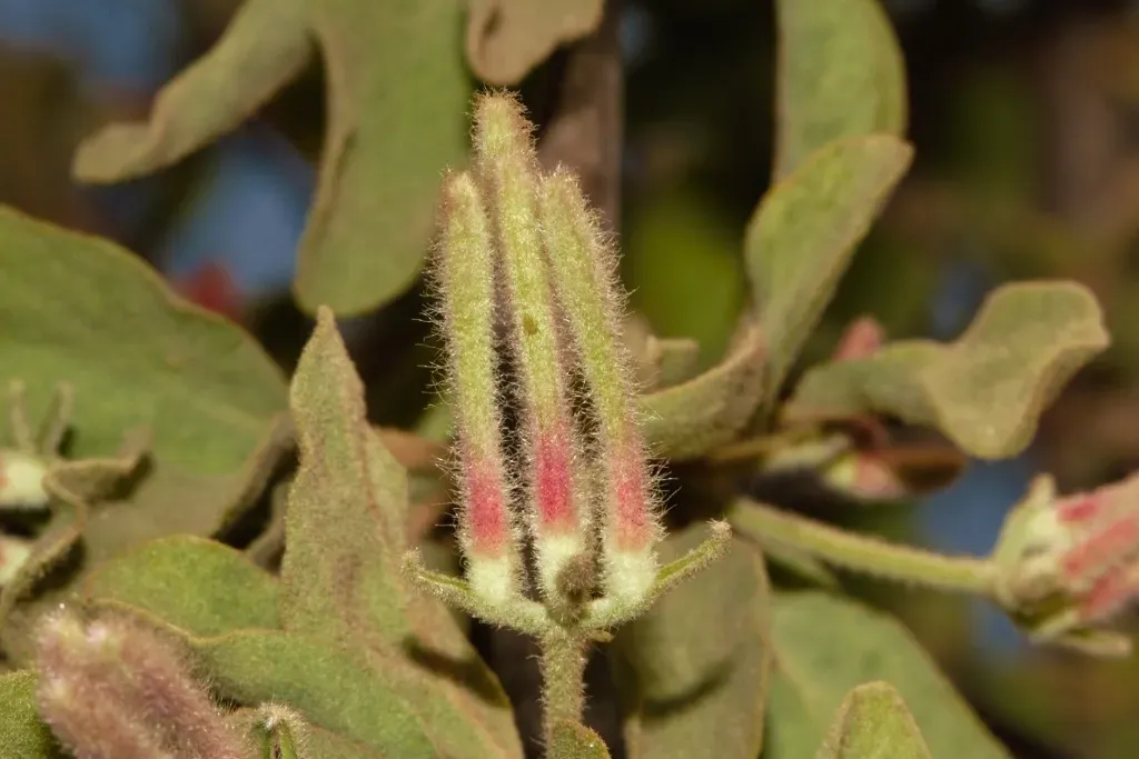 Erianthemum Virescens