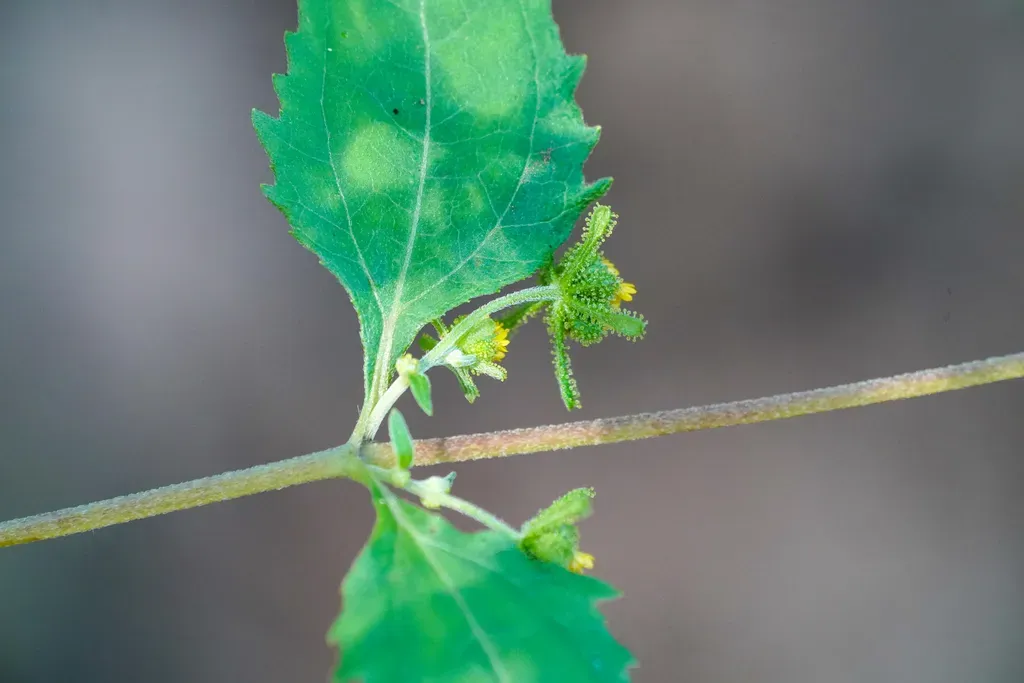 Sigesbeckia Glabrescens