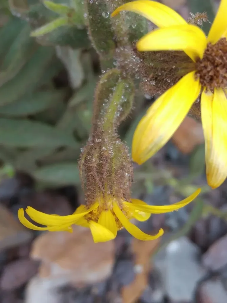 Senecio Crepidifolius