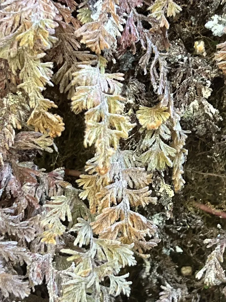 Hymenophyllum Tomentosum