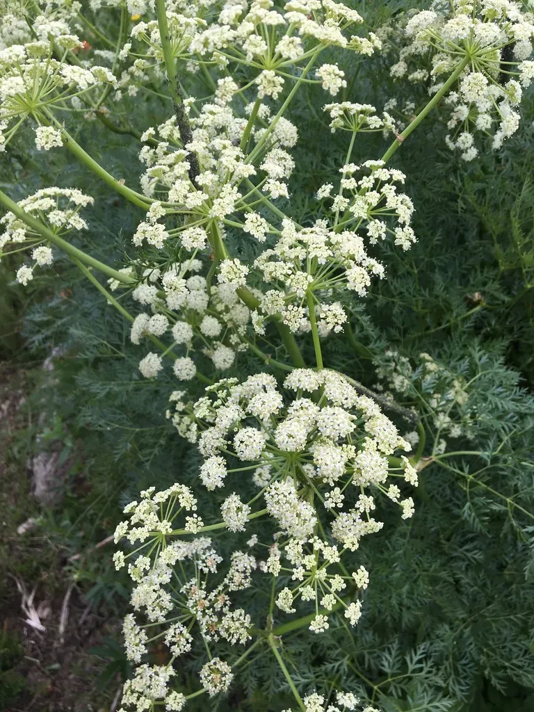 Fernleaf Licorice-root