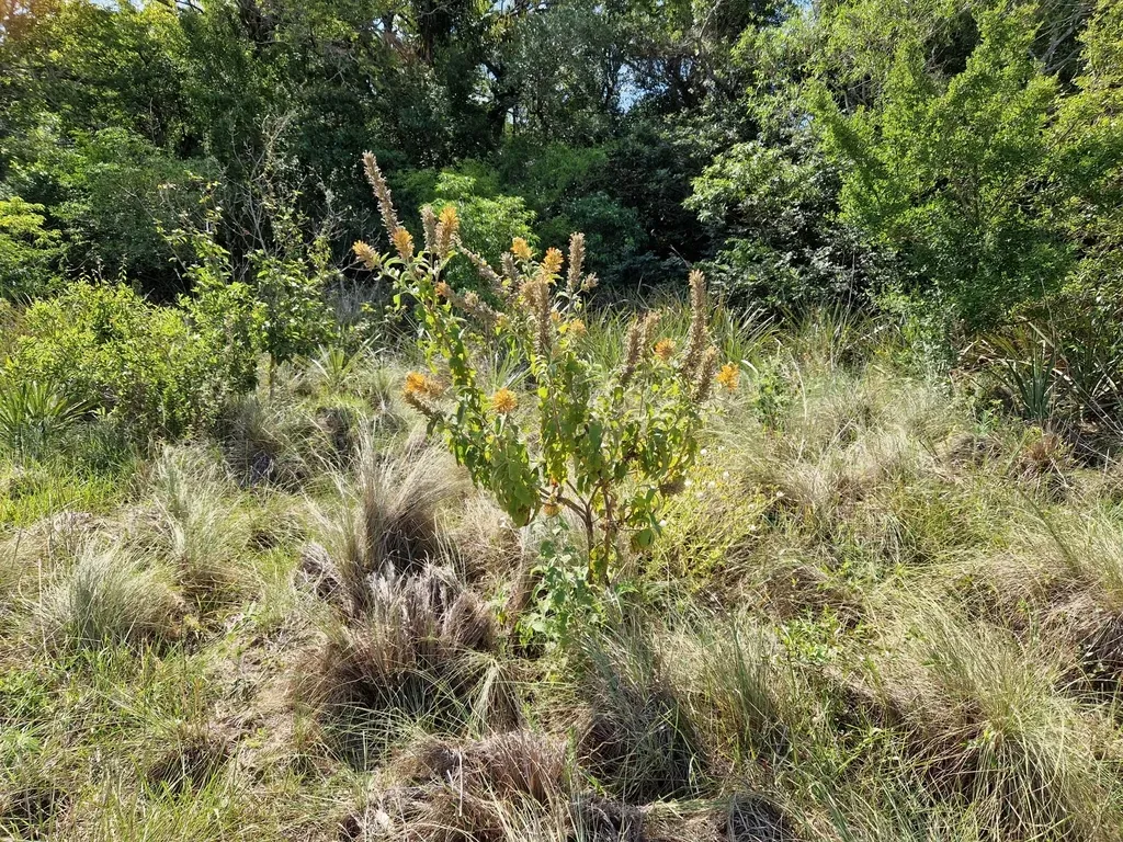 Buddleja Tubiflora
