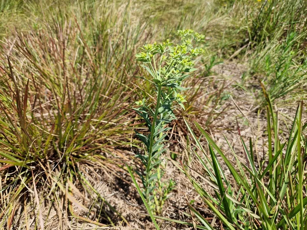 Euphorbia Papillosa
