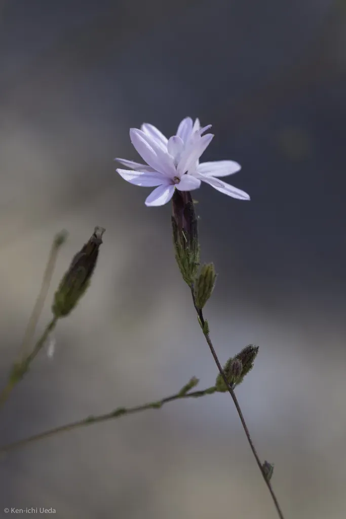 Slenderstem Lessingia