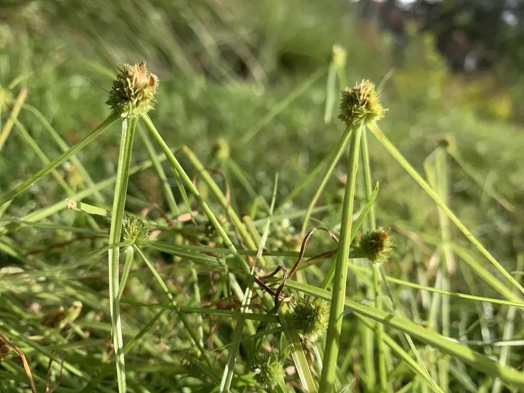 Asian Spikesedge