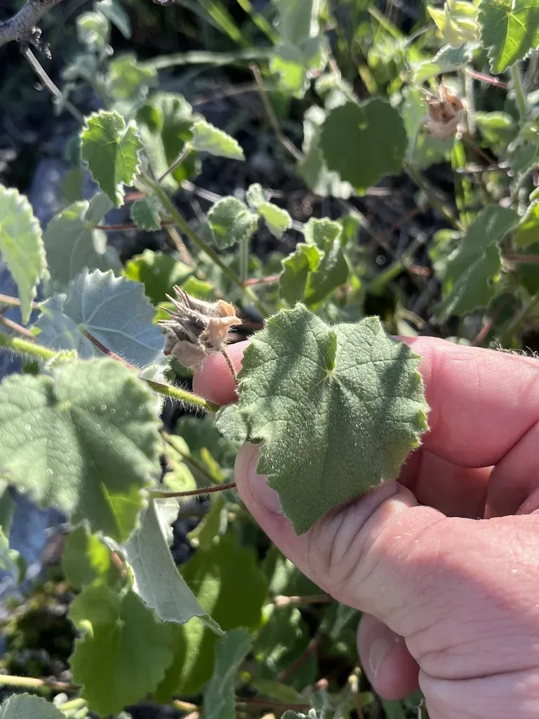 Wright's Indian Mallow