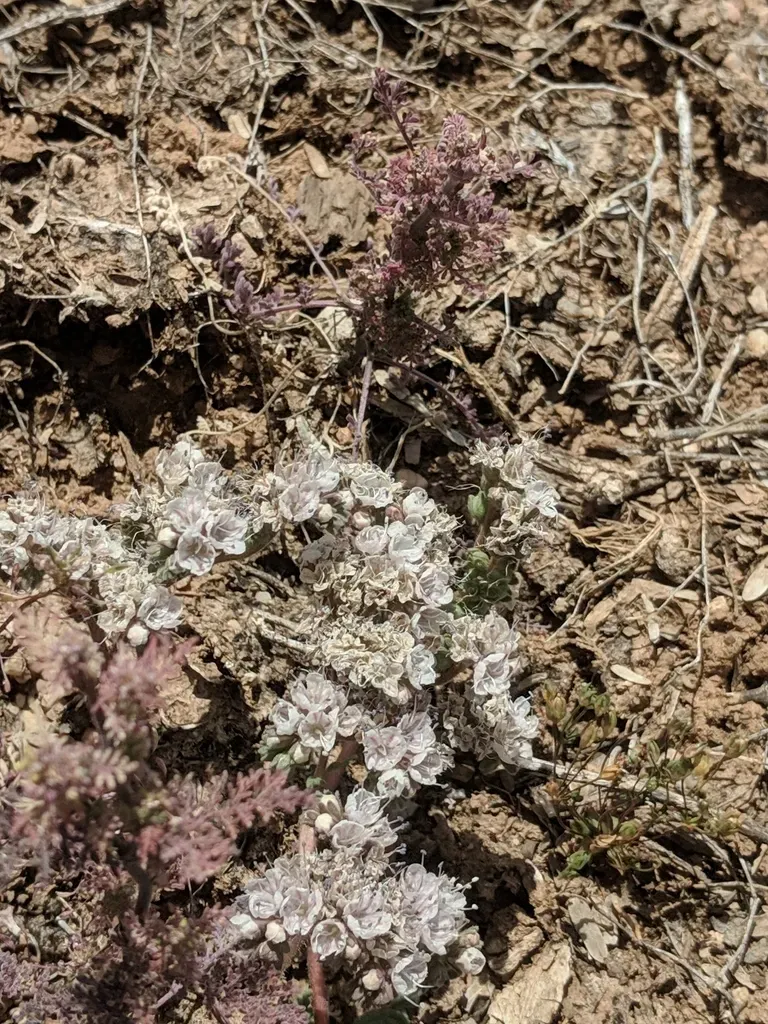Arizona Phacelia