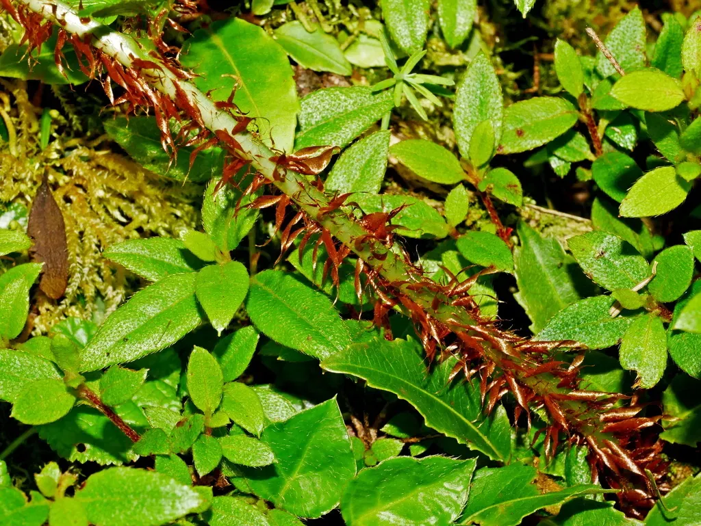 Dryopteris Reflexosquamata