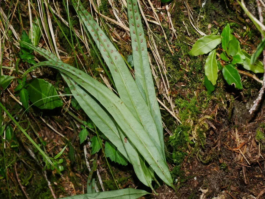 Lepisorus Suboligolepidus