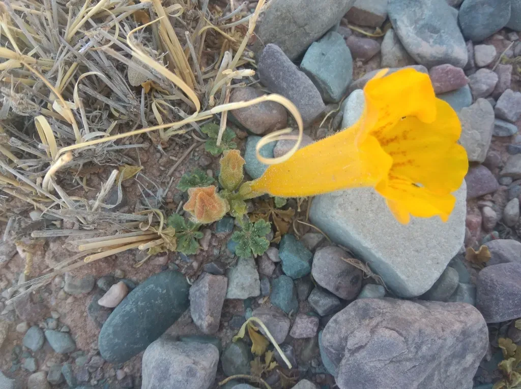 Argylia Uspallatensis