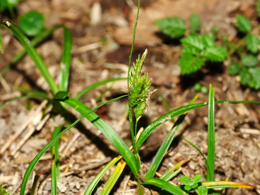 Carex Liui