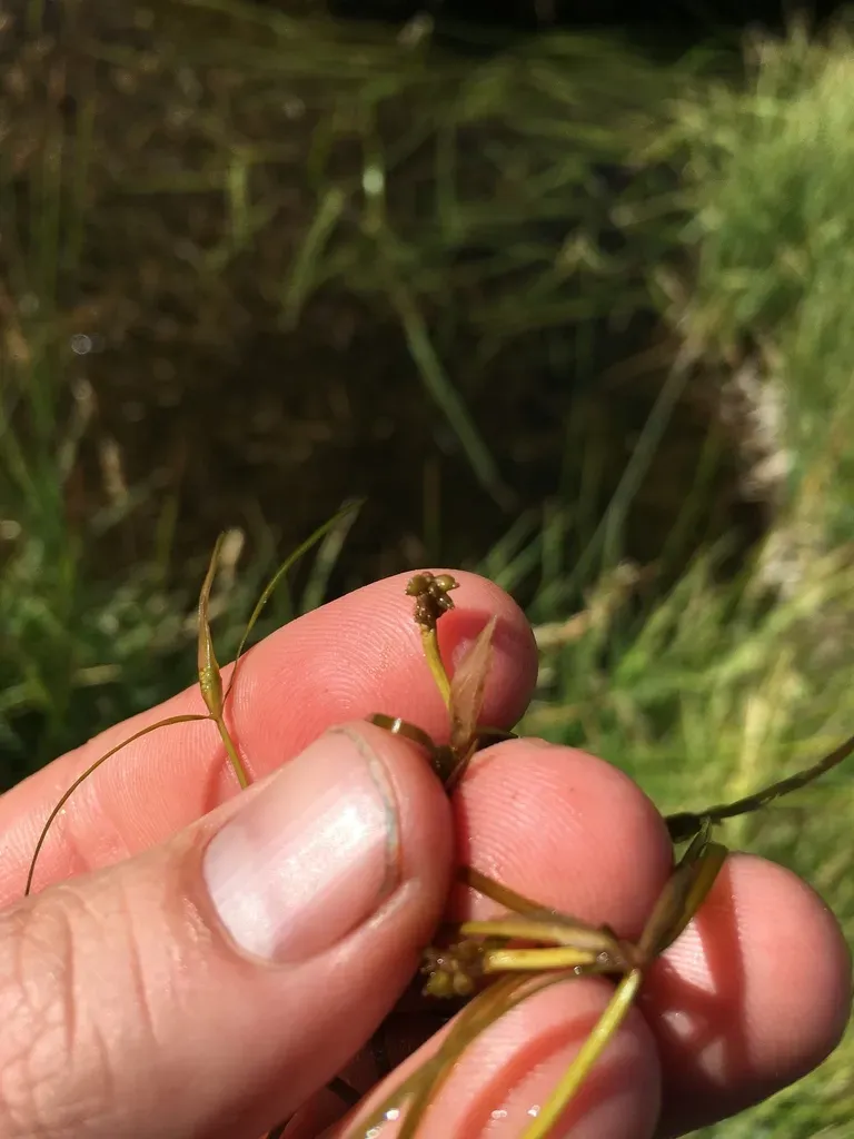 Horned Pondweed