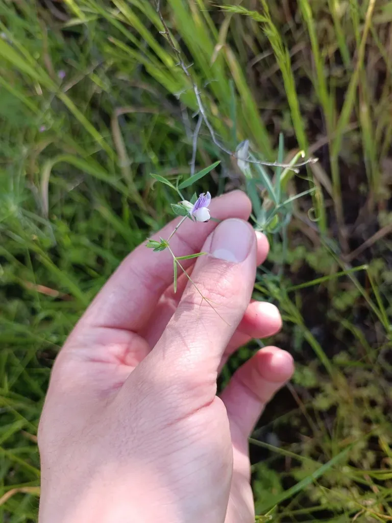 Lathyrus Berteroanus
