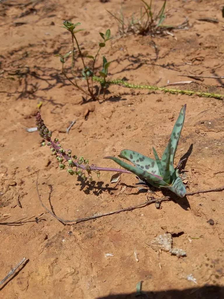 Eastern-cape African Hyacinth