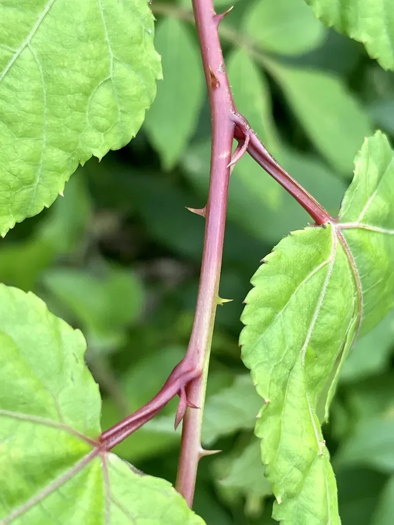 Rubus Subcrataegifolius
