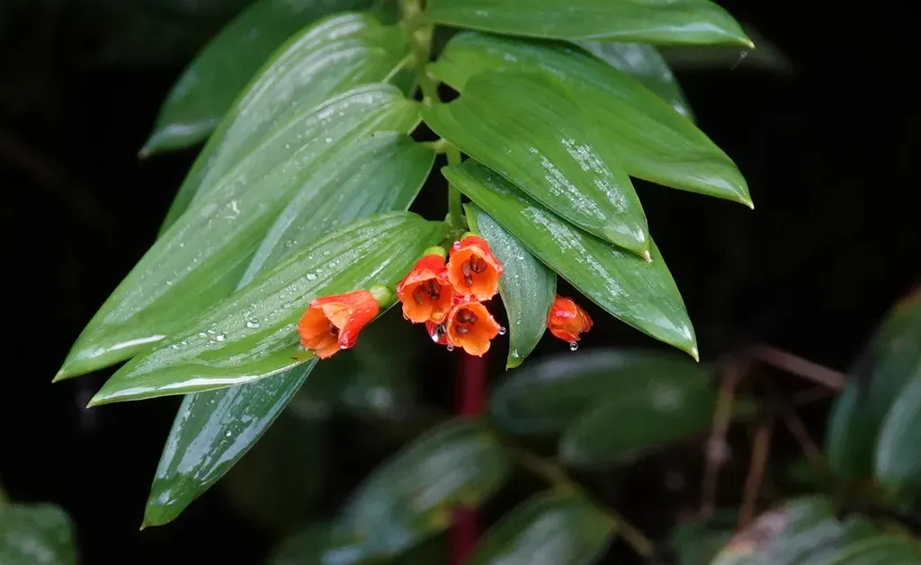 Bomarea Distichifolia